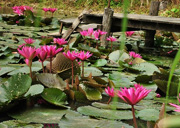 Hotel Maison Dalabua lotus pond