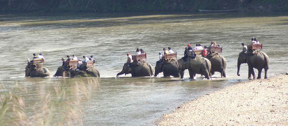 Elephants in River